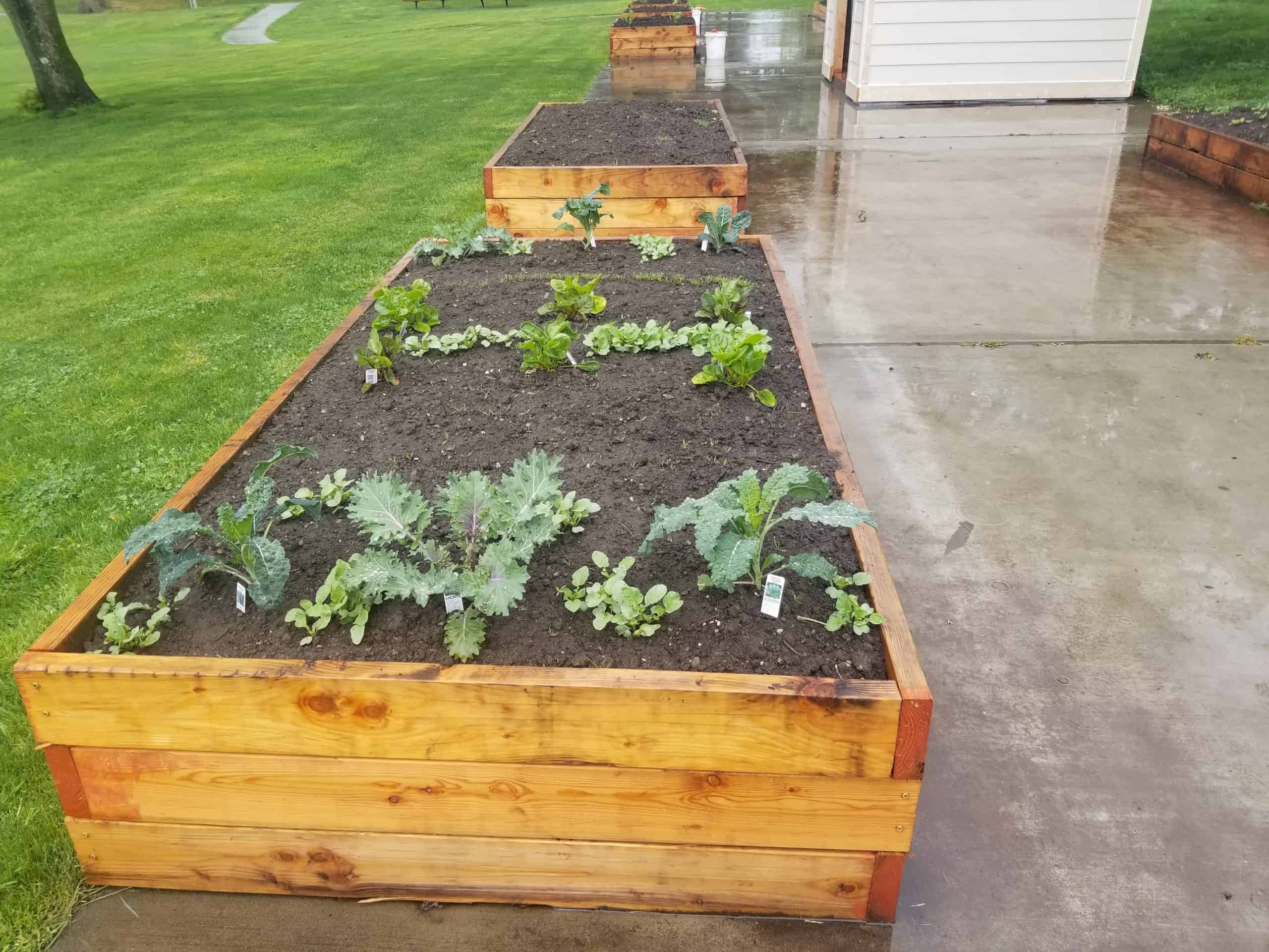 Gordon’s Garden Center Donates Seeds and Starts to Yelm Community Garden Bounty For Families